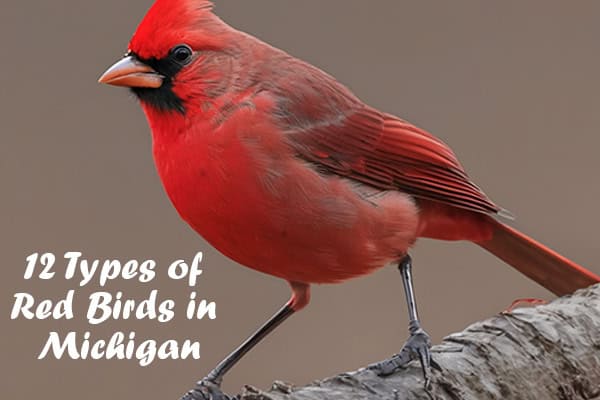 Red Birds in Michigan