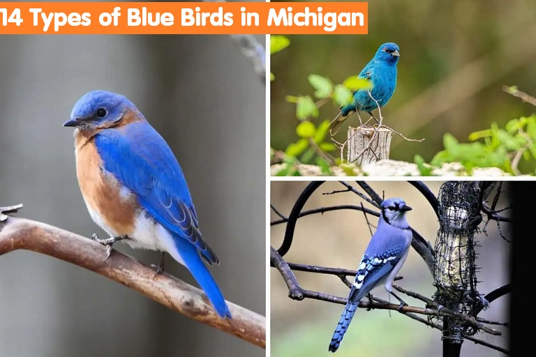 Blue Birds in Michigan